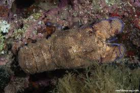 Image result for Scyllarides latus