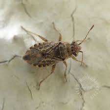 Attēlu rezultāti vaicājumam “Rhopalus maculatus imago”