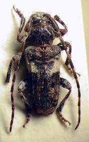 Attēlu rezultāti vaicājumam “Pogonocherus hispidulus”