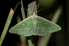 Attēlu rezultāti vaicājumam “Thetidia smaragdaria”