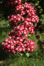 Attēlu rezultāti vaicājumam “Crataegus macracantha flower”
