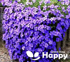 Image result for Aubrieta hybrida (cultorum)