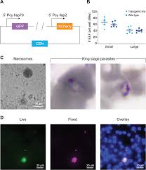 Attēlu rezultāti vaicājumam “Oligonema favogineum plasmodium”