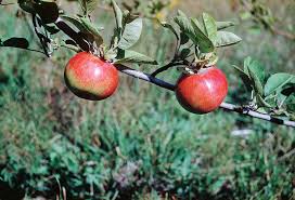 Attēlu rezultāti vaicājumam “Rosa majalis fruit”