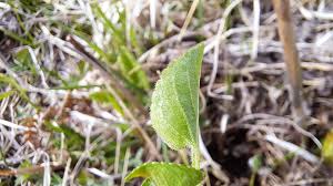 Attēlu rezultāti vaicājumam “Viola hirta leaf”