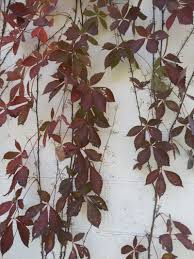 Attēlu rezultāti vaicājumam “Parthenocissus quinquefolia”