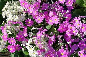 Image result for Primula malacoides