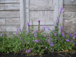 Attēlu rezultāti vaicājumam “Campanula rapunculoides”