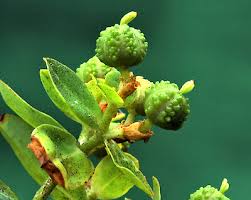 Attēlu rezultāti vaicājumam “Euphorbia palustris fruit”