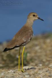 Image result for Vanellus leucurus