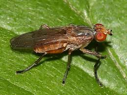 Attēlu rezultāti vaicājumam “Sciomyzidae”