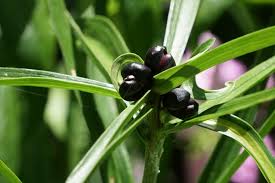 Attēlu rezultāti vaicājumam “Lilium lancifolium bud”