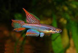 Image result for Aphyosemion