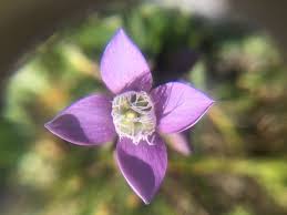 Attēlu rezultāti vaicājumam “Gentianella campestris”