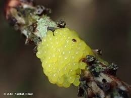 Attēlu rezultāti vaicājumam “Stemonitis flavogenita”