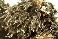 Attēlu rezultāti vaicājumam “Physconia detersa”