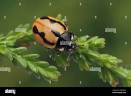 Attēlu rezultāti vaicājumam “Coccinella hieroglyphica”