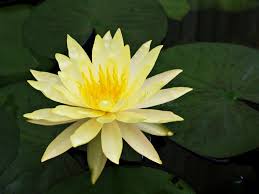 Attēlu rezultāti vaicājumam “Nymphaeaceae”