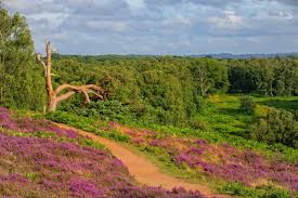 Image result for Surrey Heath Slammers