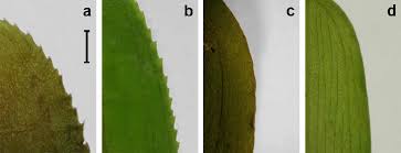 Attēlu rezultāti vaicājumam “Potamogeton compressus leaf”