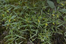 Attēlu rezultāti vaicājumam “Melampyrum sylvaticum leaf”