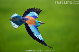 Attēlu rezultāti vaicājumam “Coracias garrulus”