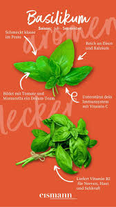 Image result for Basilikum