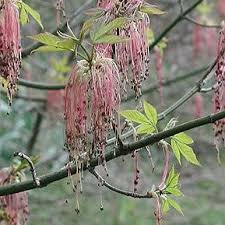 Attēlu rezultāti vaicājumam “Acer negundo male flower”