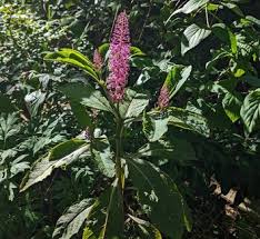 Attēlu rezultāti vaicājumam “Phytolacca acinosa flower”