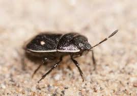 Attēlu rezultāti vaicājumam “Adomerus biguttatus”