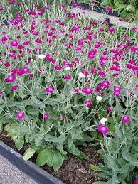 Image result for Lychnis coronaria