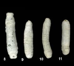 Attēlu rezultāti vaicājumam “Hirudinea”