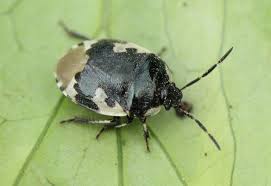 Attēlu rezultāti vaicājumam “Tritomegas bicolor imago”