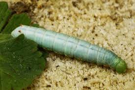 Attēlu rezultāti vaicājumam “Ptilodon capucina”