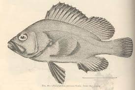 Image result for Hyporthodus quernus