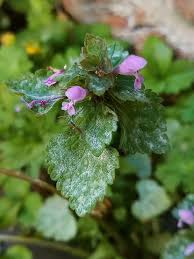 Attēlu rezultāti vaicājumam “Erysiphe galeopsidis”
