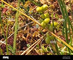Attēlu rezultāti vaicājumam “Scheuchzeria palustris fruit”