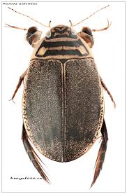 Attēlu rezultāti vaicājumam “Acilius sulcatus male”