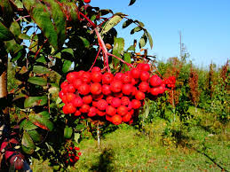 Attēlu rezultāti vaicājumam “Sorbus aucuparia fruit”