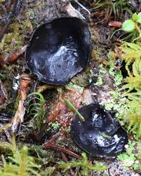 Attēlu rezultāti vaicājumam “Pseudoplectania nigrella”