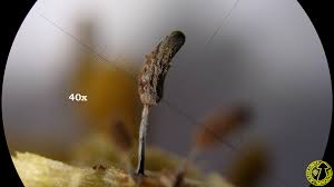 Attēlu rezultāti vaicājumam “Stemonitopsis typhina var. similis”