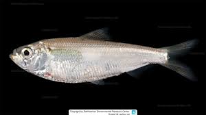 Image result for Alosa alabamae