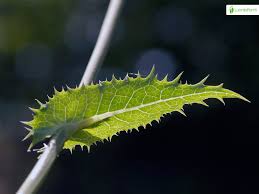 Attēlu rezultāti vaicājumam “Sonchus asper leaf”