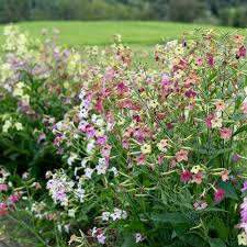 Image result for Nicotiana x sanderae