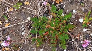 Attēlu rezultāti vaicājumam “Erodium cicutarium flower”