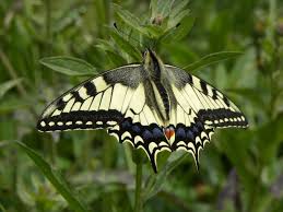 Attēlu rezultāti vaicājumam “Papilionidae”