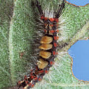 Attēlu rezultāti vaicājumam “Orgyia antiqua imago”