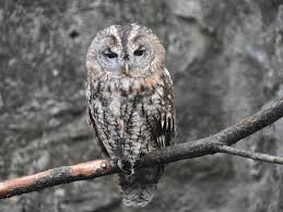 Image result for Strix aluco