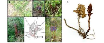 Attēlu rezultāti vaicājumam “Orobanche coerulescens flower”