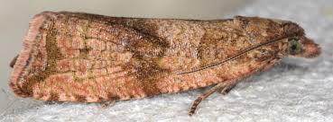 Attēlu rezultāti vaicājumam “Celypha striana”